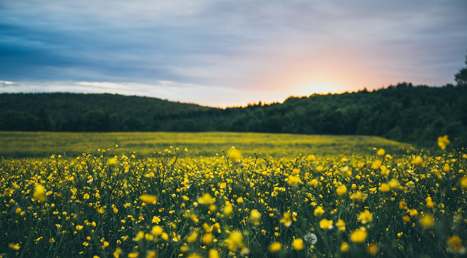Россияне считают Алтай самым экологически чистым регионом страны: показал опрос