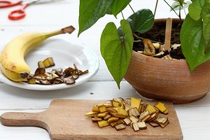 13 лайфхаков для огородника: удобрения из банановой кожуры и другие способы ее применения