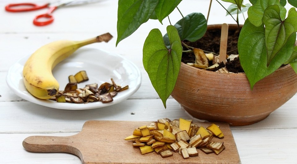 Необычное применение: как использовать банановую кожуру для создания органических удобрений