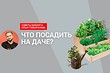 Видео: что посадить на огороде и в саду, чтобы было красиво и просто? Ответил биолог!