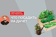 Видео: что посадить на огороде и в саду, чтобы было красиво и просто? Ответил биолог!