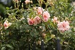 Красивые и неприхотливые: 18 лучших сортов зимостойких роз для вашего сада