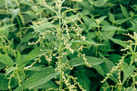 Не спешите избавляться от сорняков: 6 неожиданных ситуаций, когда они полезны