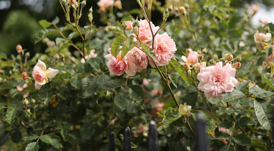 Какие розы самые неприхотливые и зимостойкие: 18 лучших сортов