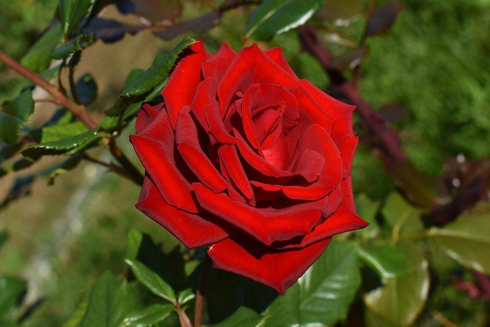 Сорта роз с яркими цветами и устойчивыми к экстремальным условиям