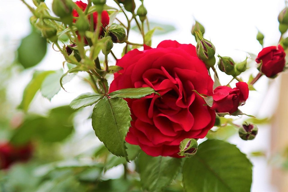 Неприхотливые розы: 20 лучших сортов