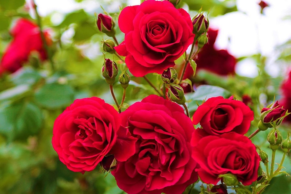 Неприхотливые розы: 20 лучших сортов с описанием и фото