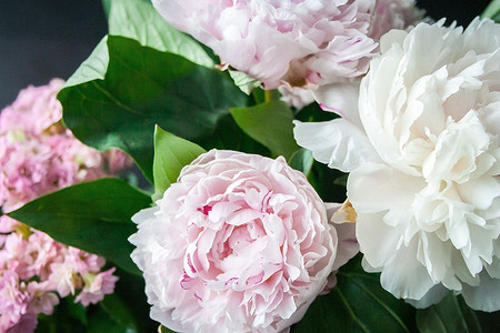 15 самых красивых сортов пионов для вашего сада