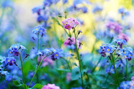 6 причин отказаться от редких растений в вашем саду