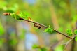 Как избавиться от муравьев на плодовых деревьях: 6 эффективных способов