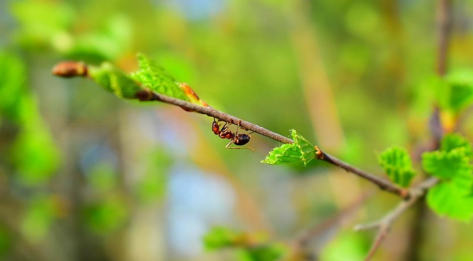 Избавление от муравьев на плодовых деревьях и кустах