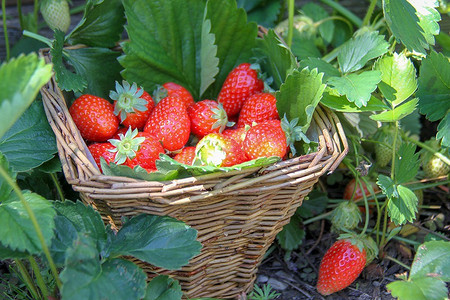 Дачный календарь: правила ухода за клубникой на протяжении сезона