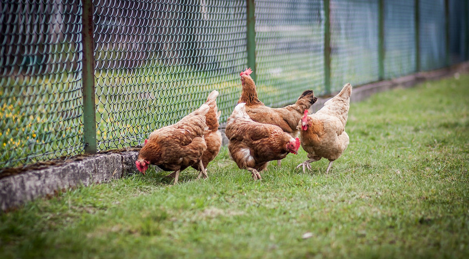 Россияне смогут выращивать домашних птиц и кроликов на садовых и огородных участках