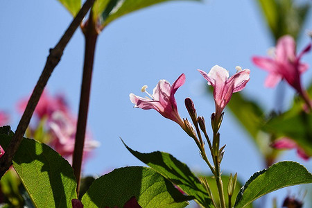 Что посадить на солнцепеке: 9 растений, обожающих жару