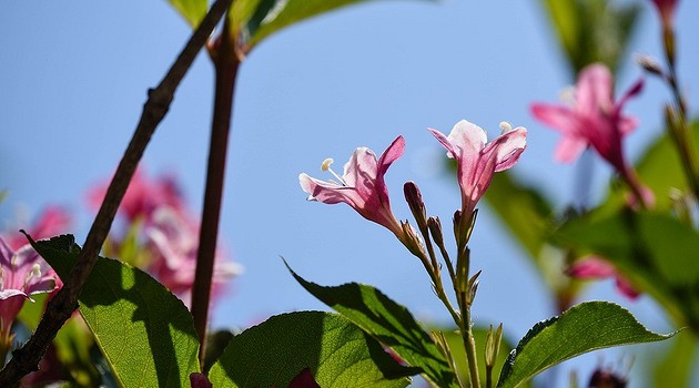 Что посадить на солнцепеке: 9 растений, обожающих жару