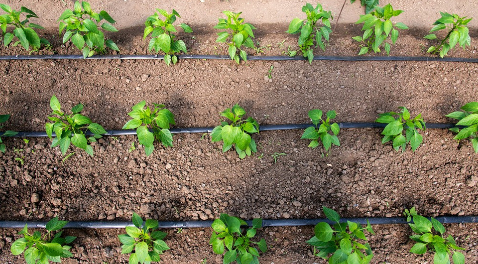 Как сделать капельный полив своими руками: простая инструкция, которая облегчит жизнь