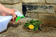 Уксус от сорняков: 5 лучших самодельных средств и способы применения