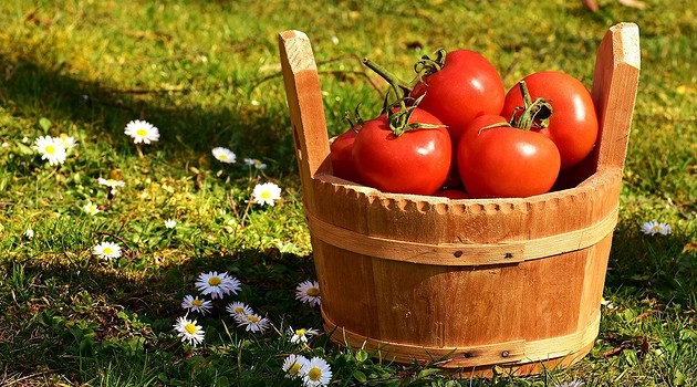 Как часто поливать помидоры в теплице, чтобы получить хороший урожай