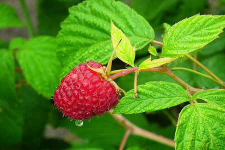 Почему желтеют листья у малины: 3 главные причины и способы это исправить