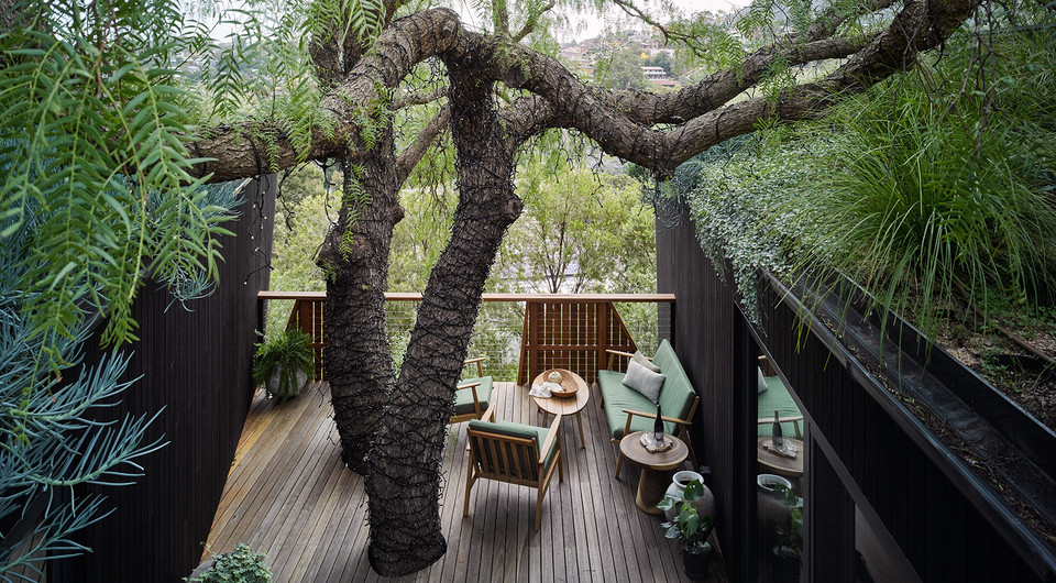 В Австралии возвели пристройку к дому вокруг 60-летнего дерева