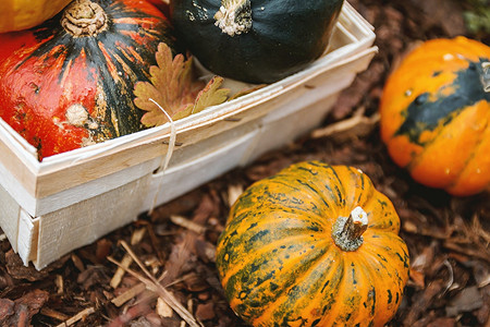 Как подготовить огород к осени: 9 пошаговых действий, которые должен выполнить каждый