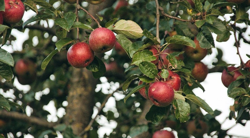 Как правильно обрезать яблоню осенью: пошагово для начинающих
