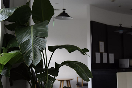 7 эффектных комнатных растений, которые заполнят пустое пространство