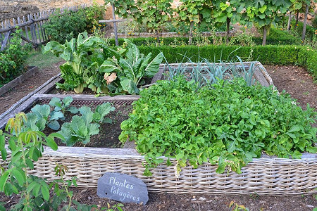 8 эффективных способов применения нашатырного спирта для сада и огорода