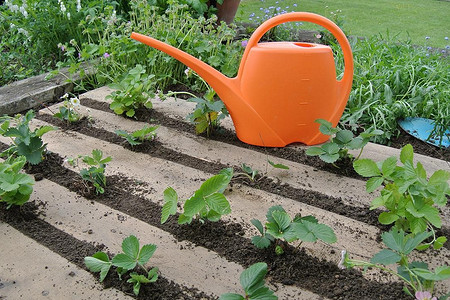 Что делать с клубникой после сбора урожая: чек-лист из 7 шагов