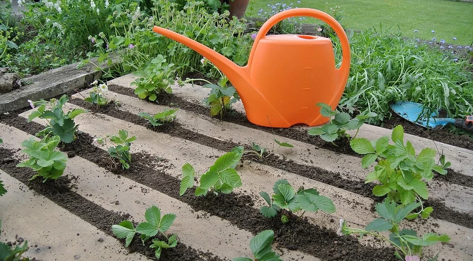 Что делать с клубникой после сбора урожая: чек-лист из 7 шагов