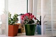 6 комнатных растений для тех, у кого нет места