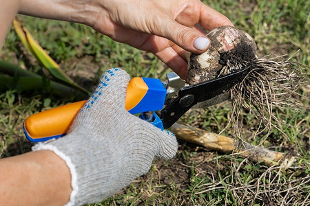 Как обрезать чеснок на зиму: технология, выбор инструментов и способы хранения