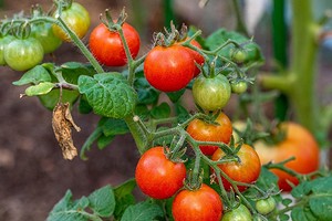 На листьях помидоров желтые пятна: 9 причин их появления и способы лечения