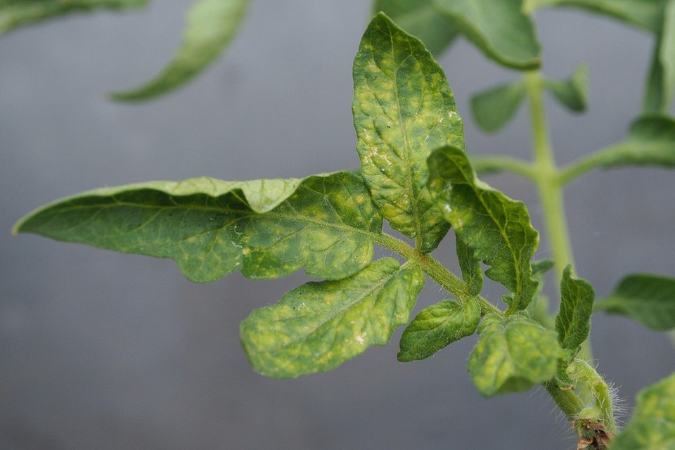 Причины и способы устранения желтых листьев у томатов