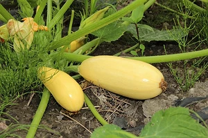 Подкормка кабачков: 11 нужных удобрений и оптимальные сроки