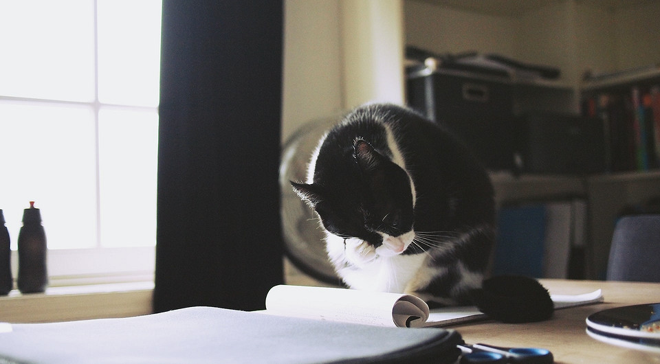 В каких районах Москвы и Санкт-Петербурга легче снять квартиру, если вы с животными: выяснили аналитики