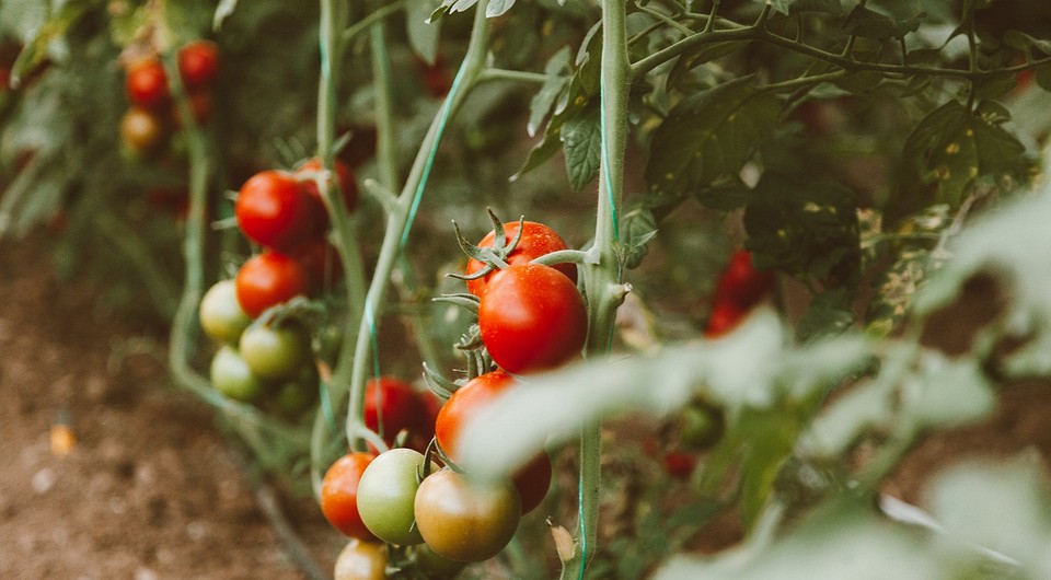 Чем и как подкормить помидоры: 16 лучших удобрений