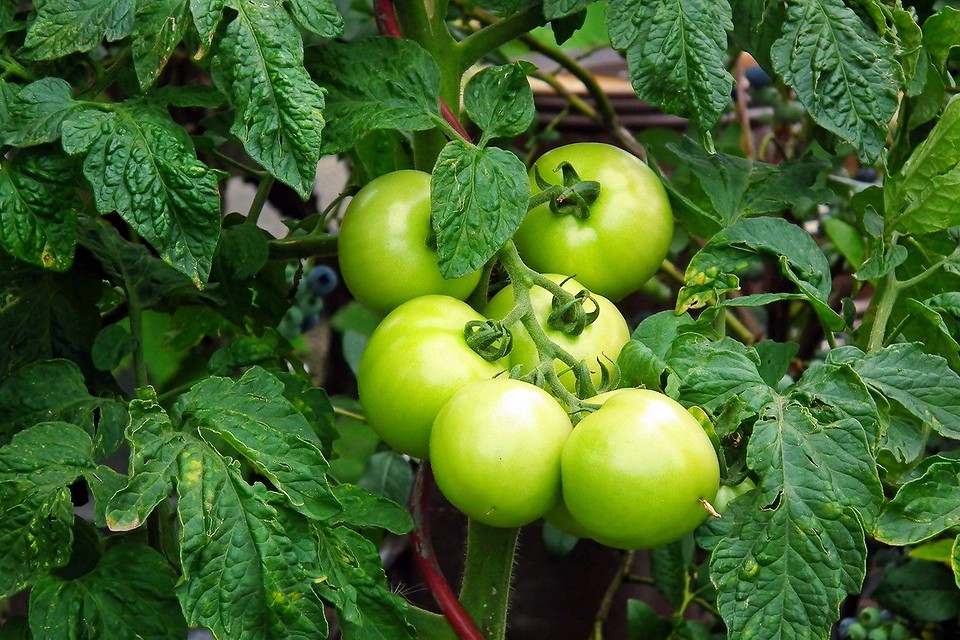 Чем и как подкормить помидоры: 16 лучших удобрений