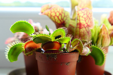 Растение мухоловка: выращиваем хищный цветок дома