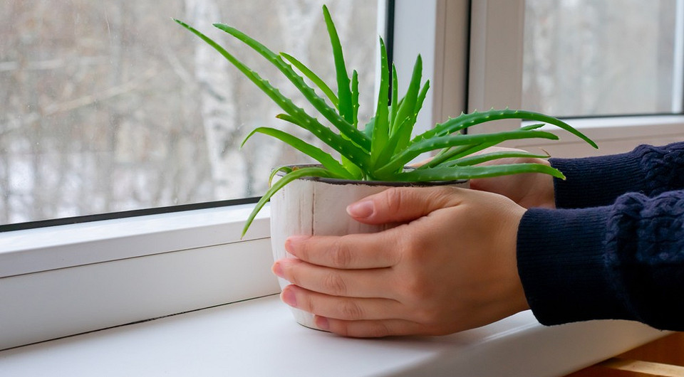 Как спасти алоэ: 8 причин гибели растения и способы, которые помогут