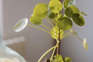 6 комнатных растений, которые разочаруют новичка