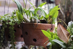 Как повысить влажность воздуха для комнатных растений: 5 рабочих способов