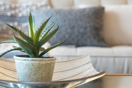 Все об алоэ: уход, пересадка и размножение