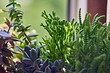 5 лучших растений-кондиционеров для вашего дома