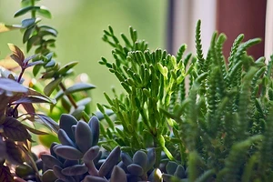 5 лучших растений-кондиционеров для вашего дома