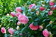 Обрезка роз осенью: сроки, схемы для 7 разных видов, правила и советы
