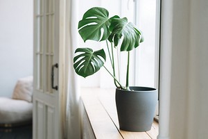9 эффектных комнатных растений (одного хватит, чтобы изменить интерьер)