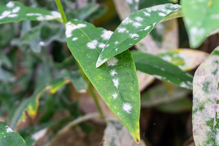 7 частых болезней комнатных растений осенью (и как их победить)