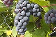 Обрезка винограда осенью: пошаговая схема в картинках, сроки и рекомендации по уходу