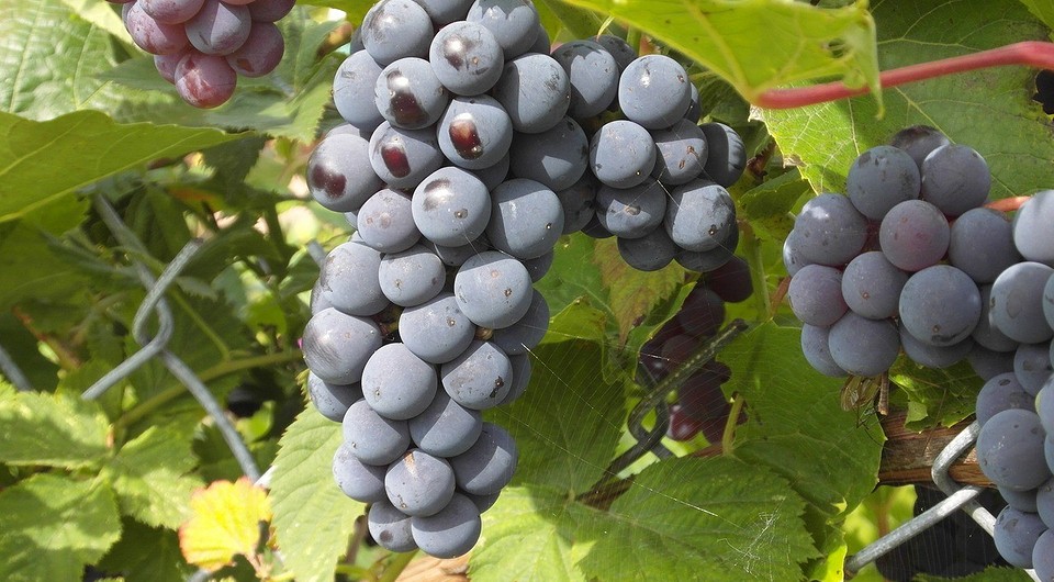 Обрезка винограда осенью: пошаговая инструкция для начинающих, схемы иправила